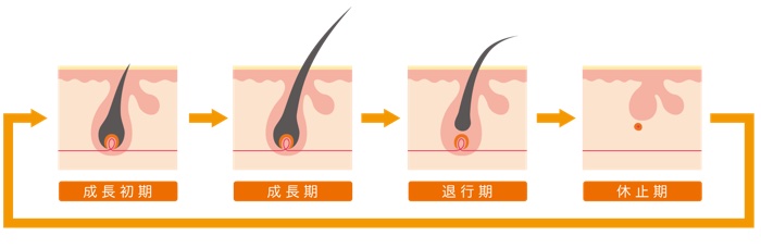 毛周期のサイクル